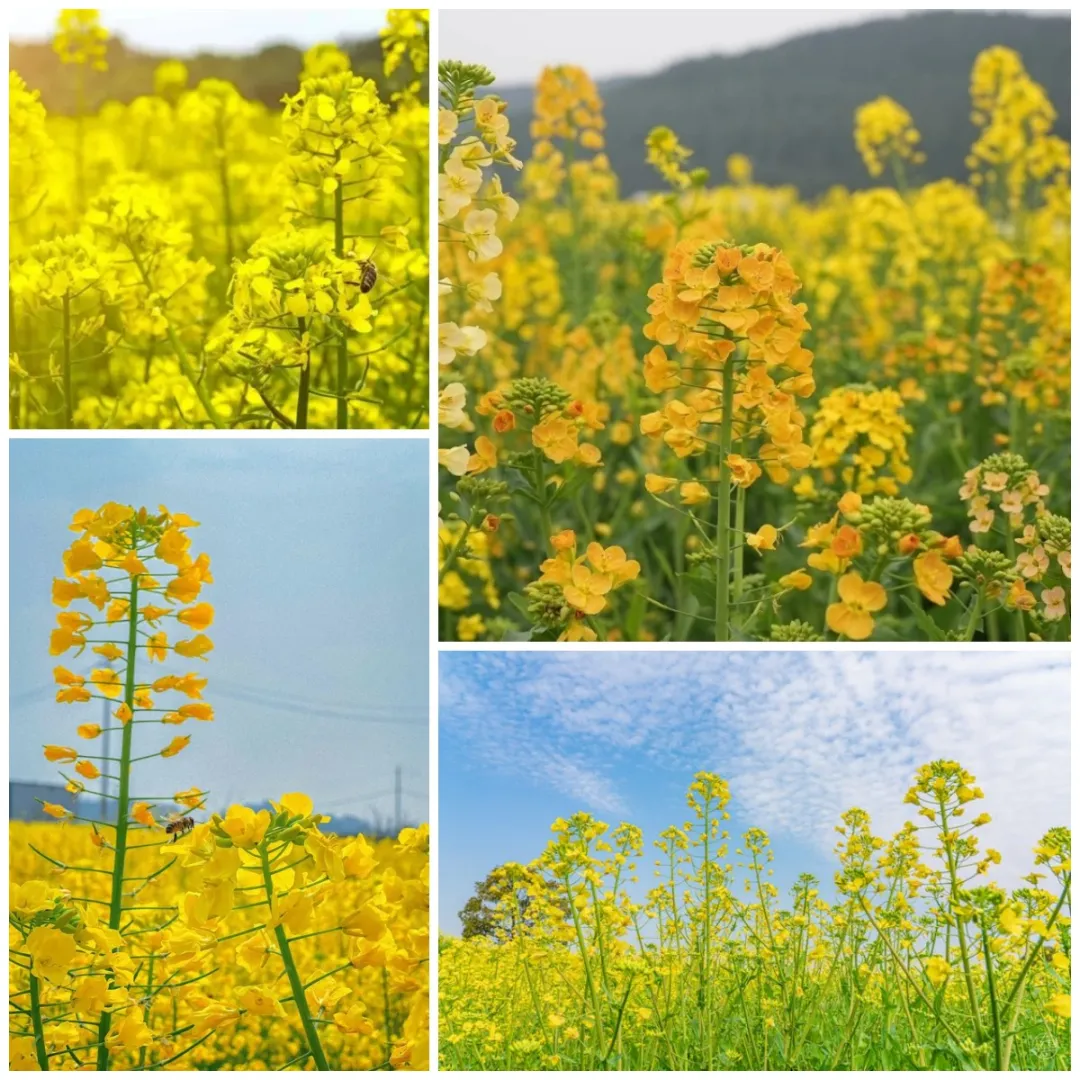 探索春色，油菜花的秘密艺术之旅——让孩子的眼睛看见自然之美