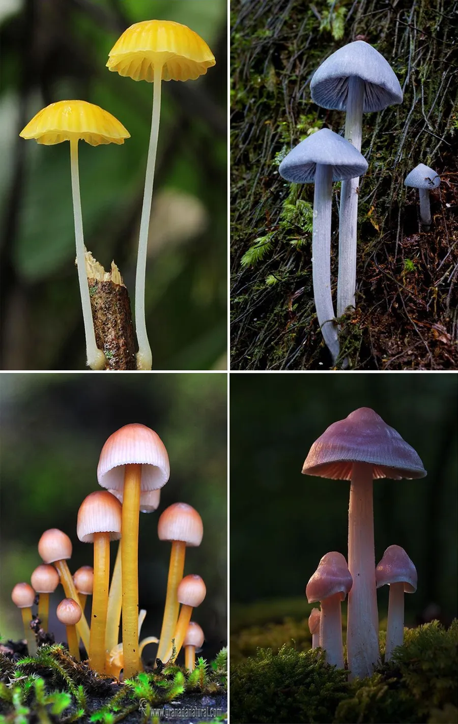 雨伞上的魔法图案？如何用手指创造蘑菇斑纹艺术?